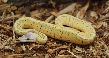 superblast male