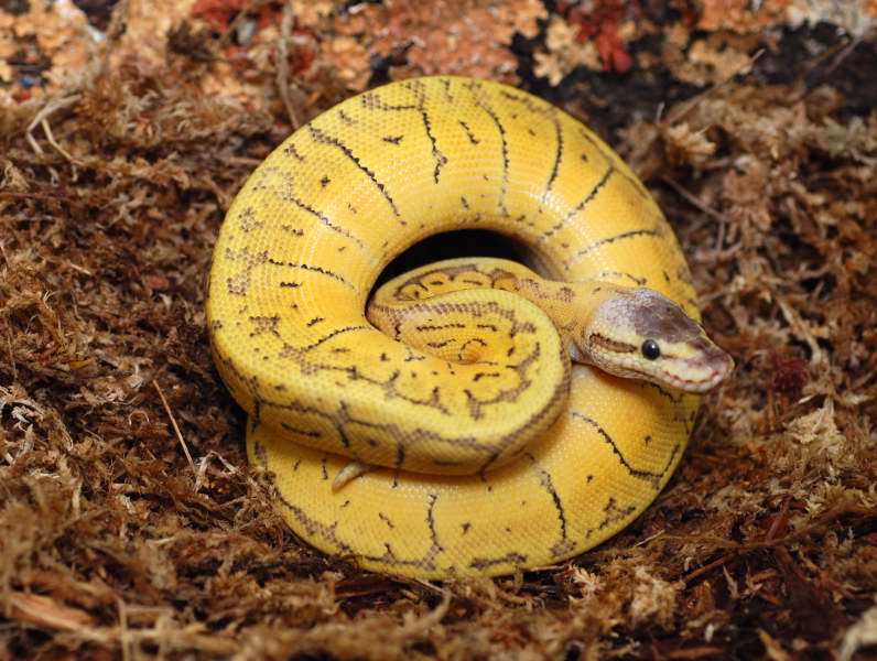 superblast male