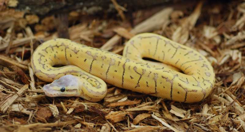 superblast male