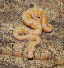 toffino female #1