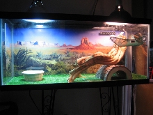 My Juvi Bearded Dragon Tank