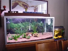 My 250 l tank   my 13 l breeder tank