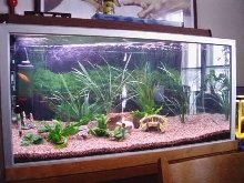 My 250 l tank again