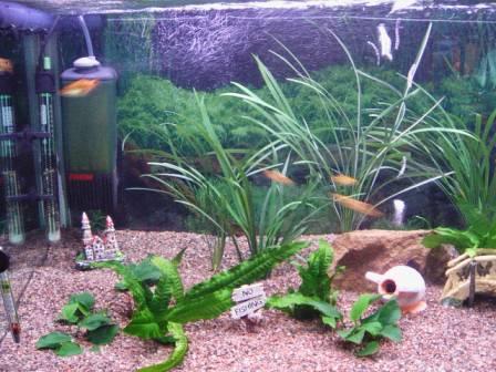 My 250 l tank closeup left