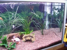 My 250 l tank closeup right