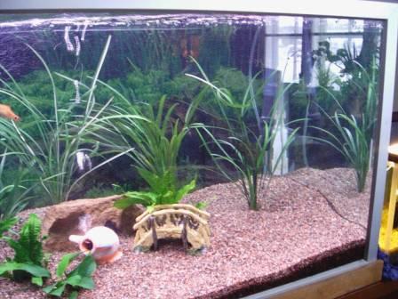 My 250 l tank closeup right
