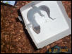 Blizzard Leo Gecko