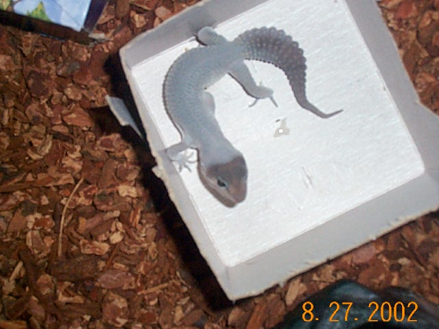 Blizzard Leo Gecko