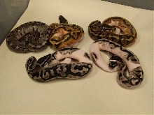 Axanthic Pied Clutch Shot