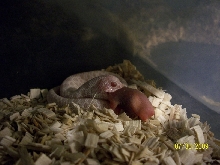 Snow Western Hognose