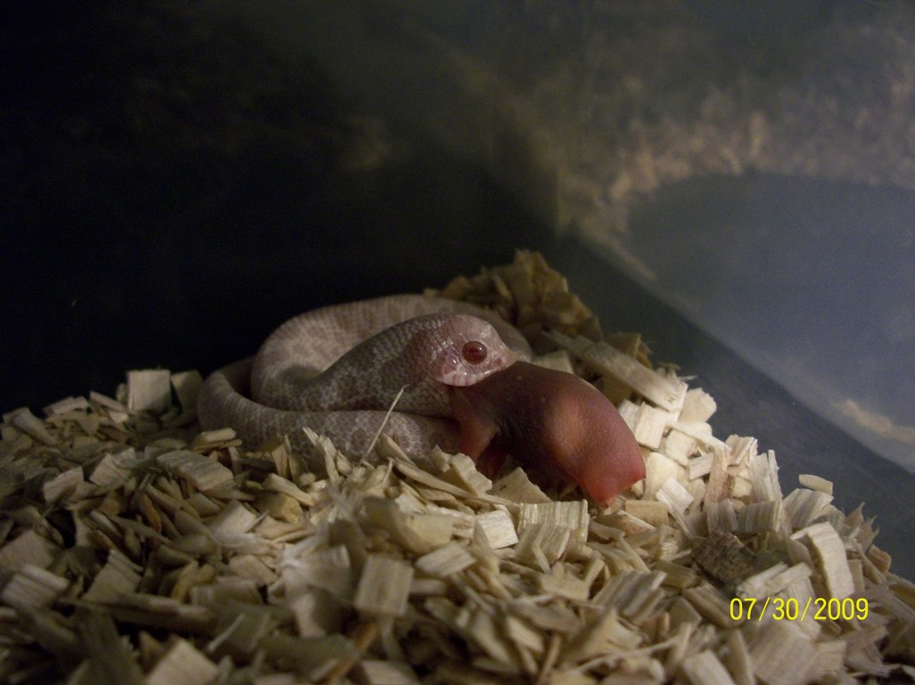 Snow Western Hognose