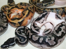 2011 Axanthic Pied