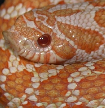 2005 BHB Albino Western Hognose Male