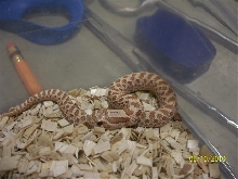 2010 ToffeeBelly Western Hognose