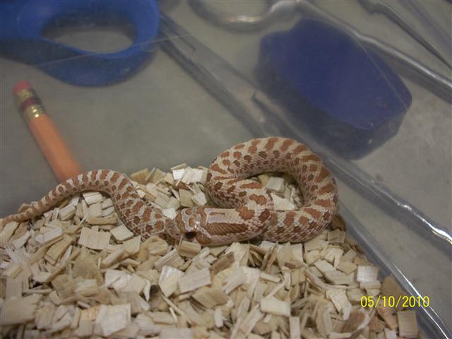 2010 ToffeeBelly Western Hognose