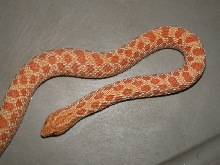 Adult Female Albino Hognose