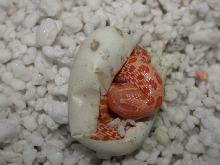 2004 Albino In Egg
