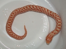 Freshly Hatched Albino