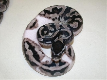 Axanthic Pied