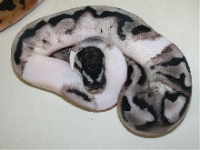 Axanthic Pied