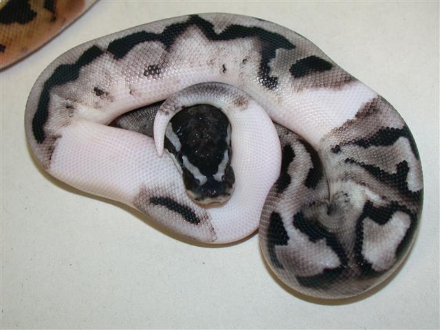 Axanthic Pied