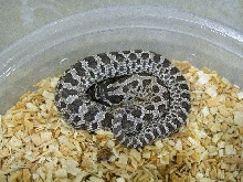 Axanthic Western Hognose