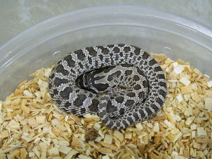 Axanthic Western Hognose
