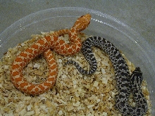 Albino and Axanthic Hognose