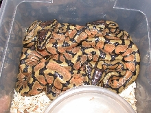 3.3 Enchi's