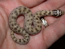 Mex Male
