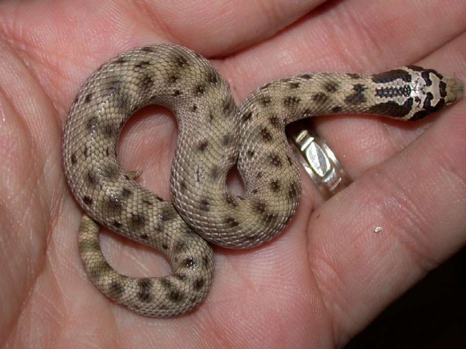 2004 Reduced Pattern Mexican Hognose Male