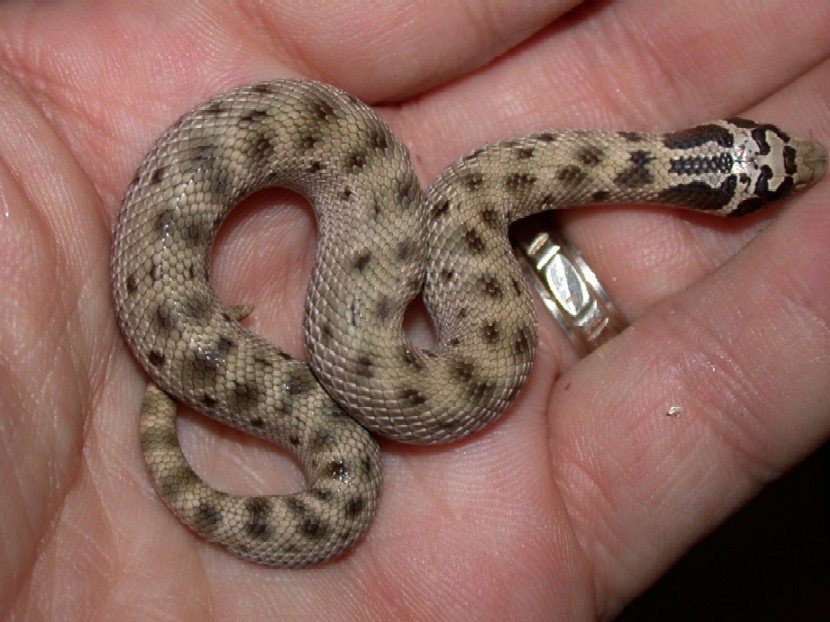 2004 Reduced Pattern Mexican Hognose