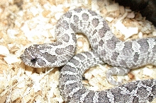 2006 Axanthic Male