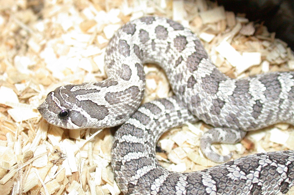 2006 Axanthic Male