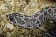 2006 Axanthic Male Head Shot