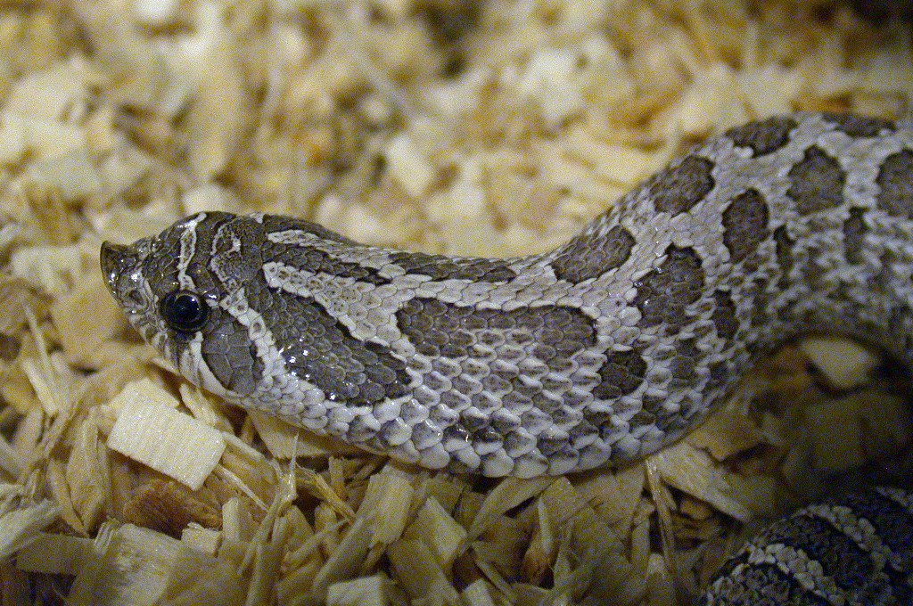 2006 Axanthic Male Head Shot