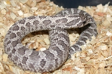 2006 Axanthic Male 2