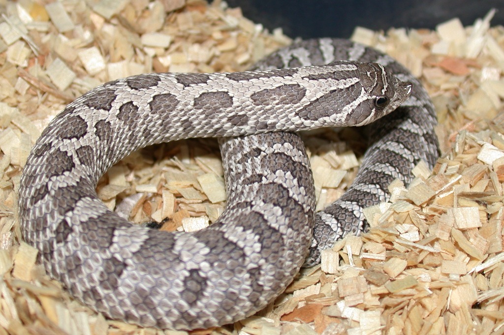 2006 Axanthic Male 2