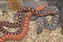 2006 Albino, Het Albino and Axanthic Hognose