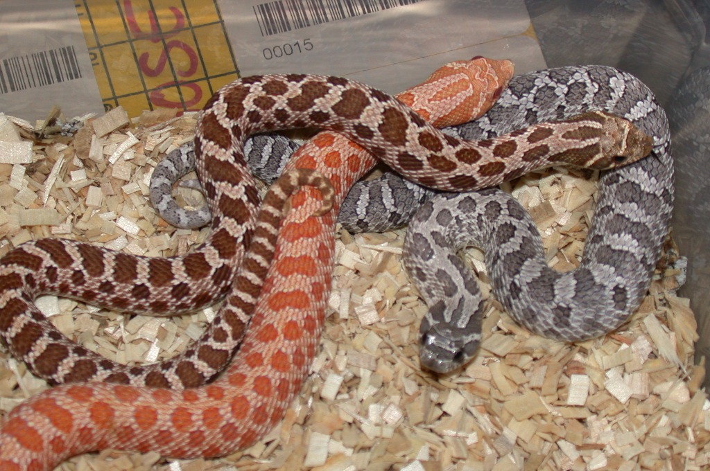 2006 Albino, Het Albino and Axanthic Hognose