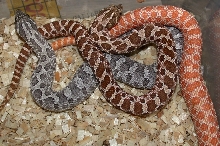 2006 Albino, Het Albino and Axanthic Hognose 2