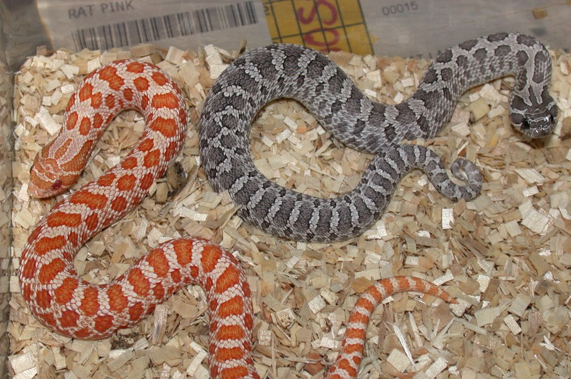 2006 Albino and Axanthic Hognose