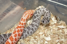 2006 Albino and Axanthic Hognose 2