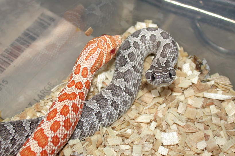 2006 Albino and Axanthic Hognose 2