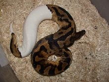 Adult Pied Male