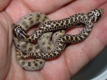2004 Reduced Pattern Mexican Hognose