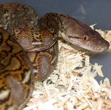 Super Dwarf Yearling Female