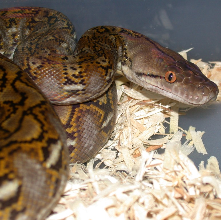 Super Dwarf Yearling Female