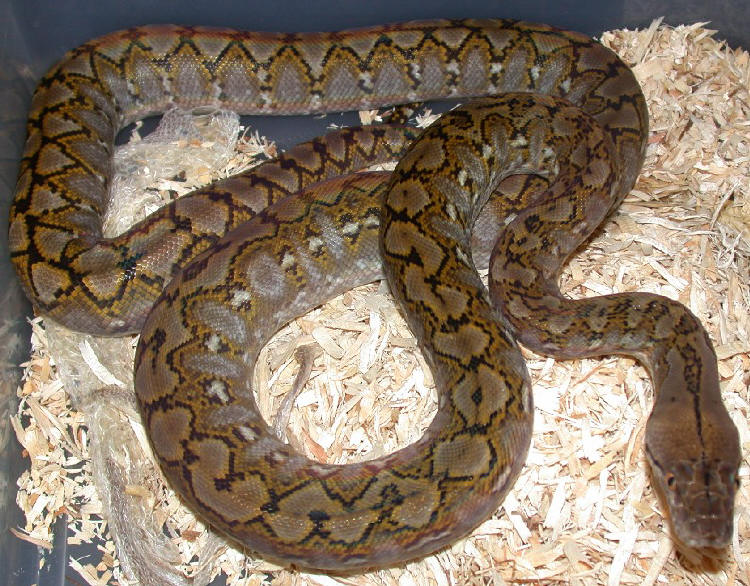 Super Dwarf Yearling Male
