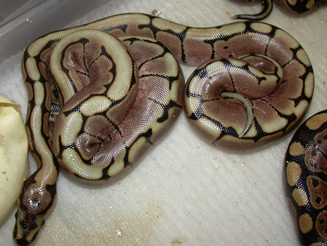 2005 Spider Female #1 and Male #1